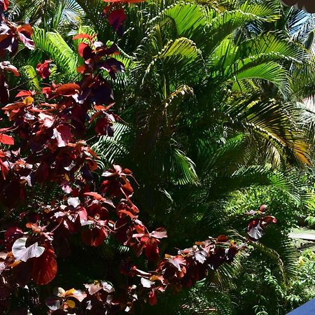 Jardin Sur Mer Terre-De-Haut Εξωτερικό φωτογραφία